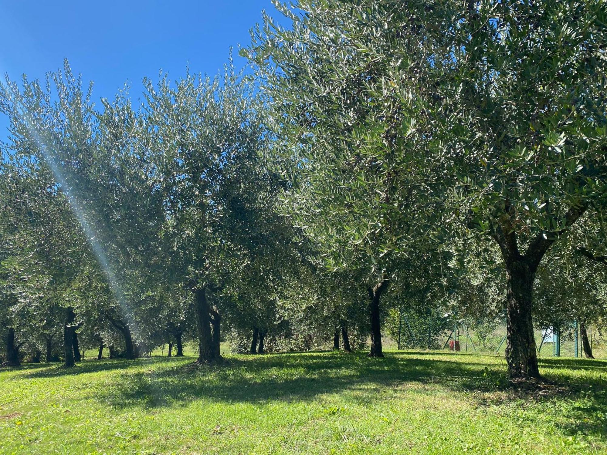 Podere Casanuova San Gimignano Luaran gambar